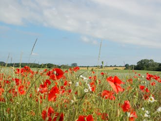 Fyn & øer_Odense_Marslev
