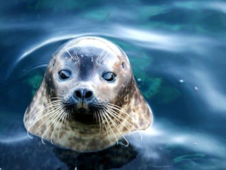 Sæl fra Nordsøen Oceanarium