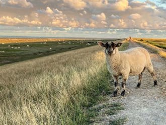 Vestjylland_Rømø_Havneby