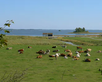 Rynningeviken Örebro 1