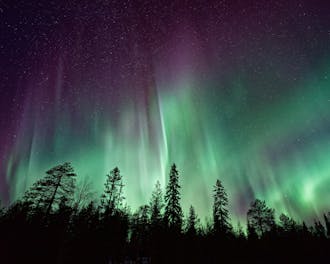 Polar Lights Over Dark Trees (Unsplash)