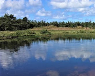 Vestjylland_Rømø_Kongsmark