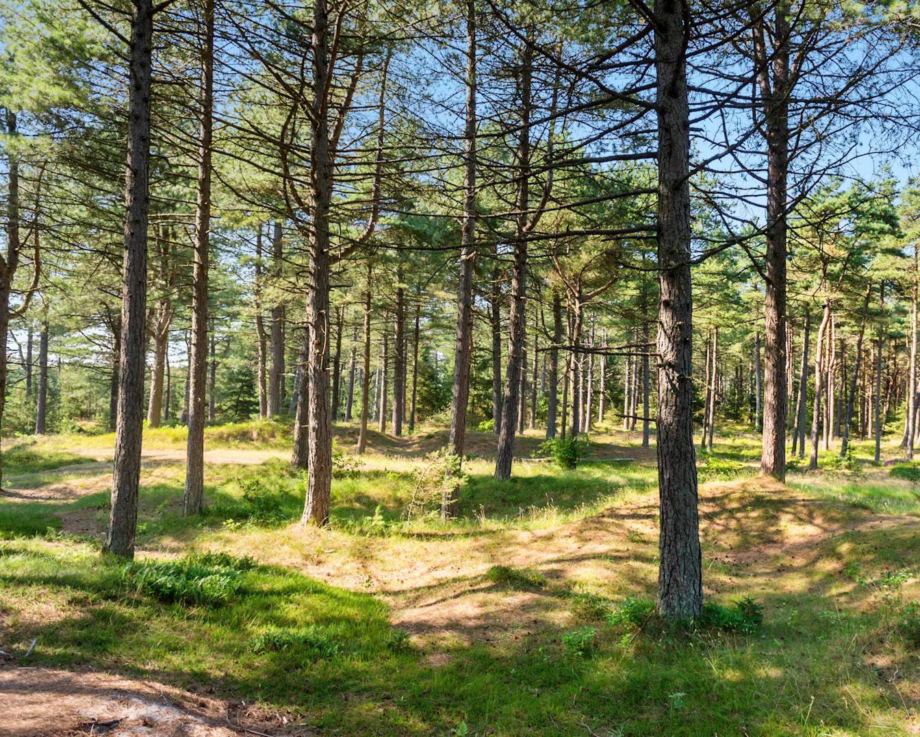 Sommerhuse til leje i Føns på Fyn | Feriepartner | Book her