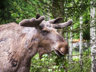 176 Elch Park Elch Frisst Hn 3