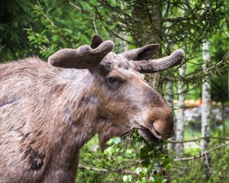 176 Elch Park Elch Frisst Hn 3