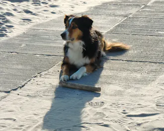 Hund med Pind ved strand i Hvide Sande