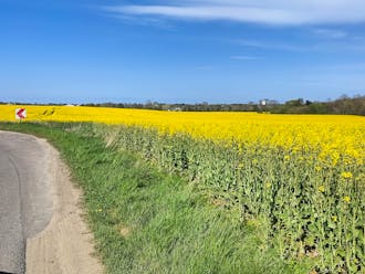 Udsigt over rapsmark i Østermarie på Bornholm