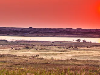 Landscape photo with a sunset, grazing red deer and a beautiful view of the water