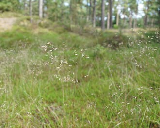Nordsjælland_Liseleje_Frederiksværk