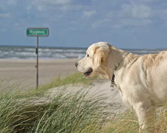 Hund på strand i Hvide Sande