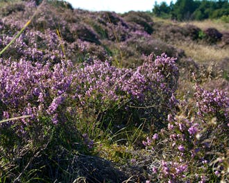 Nordjylland_Kattegat_Ajstrup