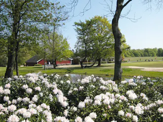 Blomster og blå himmel i Odder Golfklub
