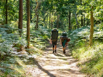 Wanderer Im Wald 222621377 Adobe