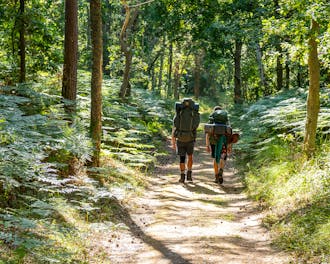 Wanderer Im Wald 222621377 Adobe